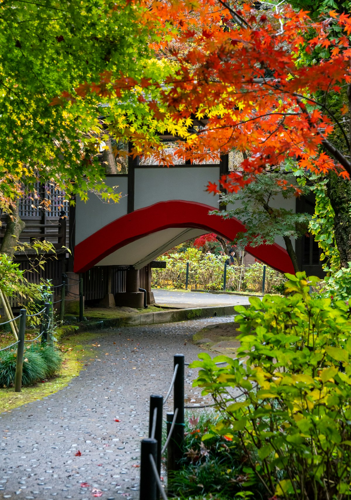 Autumn foliage in Japan - red and orange maple leaves