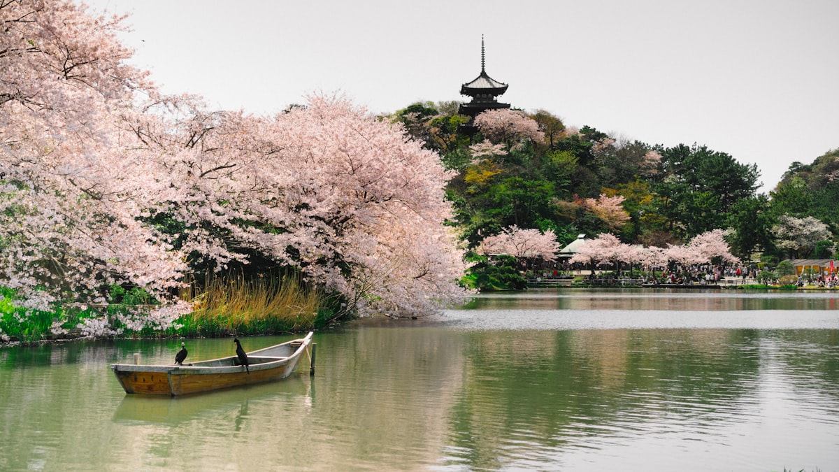 Cherry blossoms in Japan spring