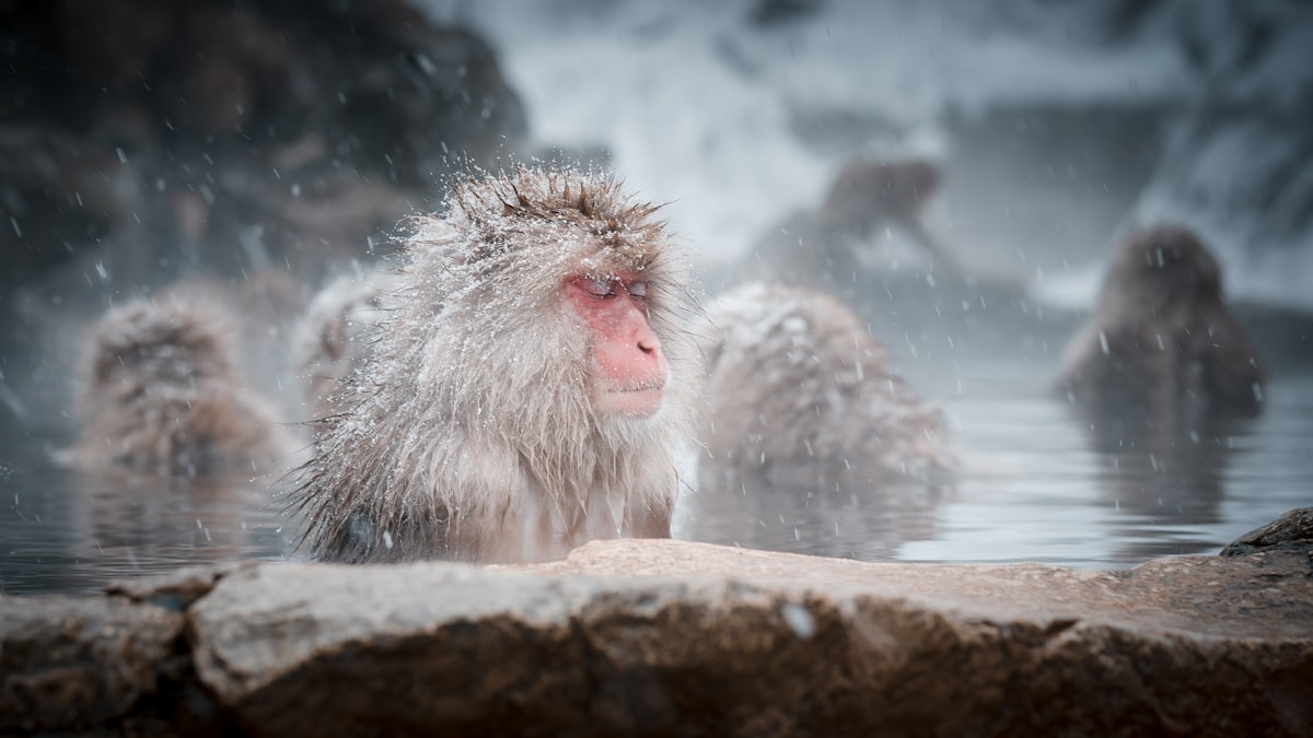 Snow monkeys bathing in hot spring during winter in Jigokudani, Japan